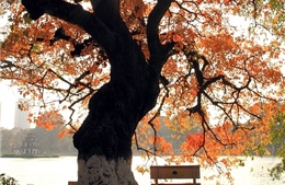 Vùng áp thấp nóng phía Tây mở rộng